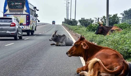 Accident measures to prevent; On the national highway Remove the cattle