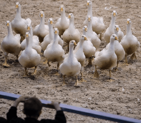 Australian outbreak of H5N1 bird flu surpasses 200 cases