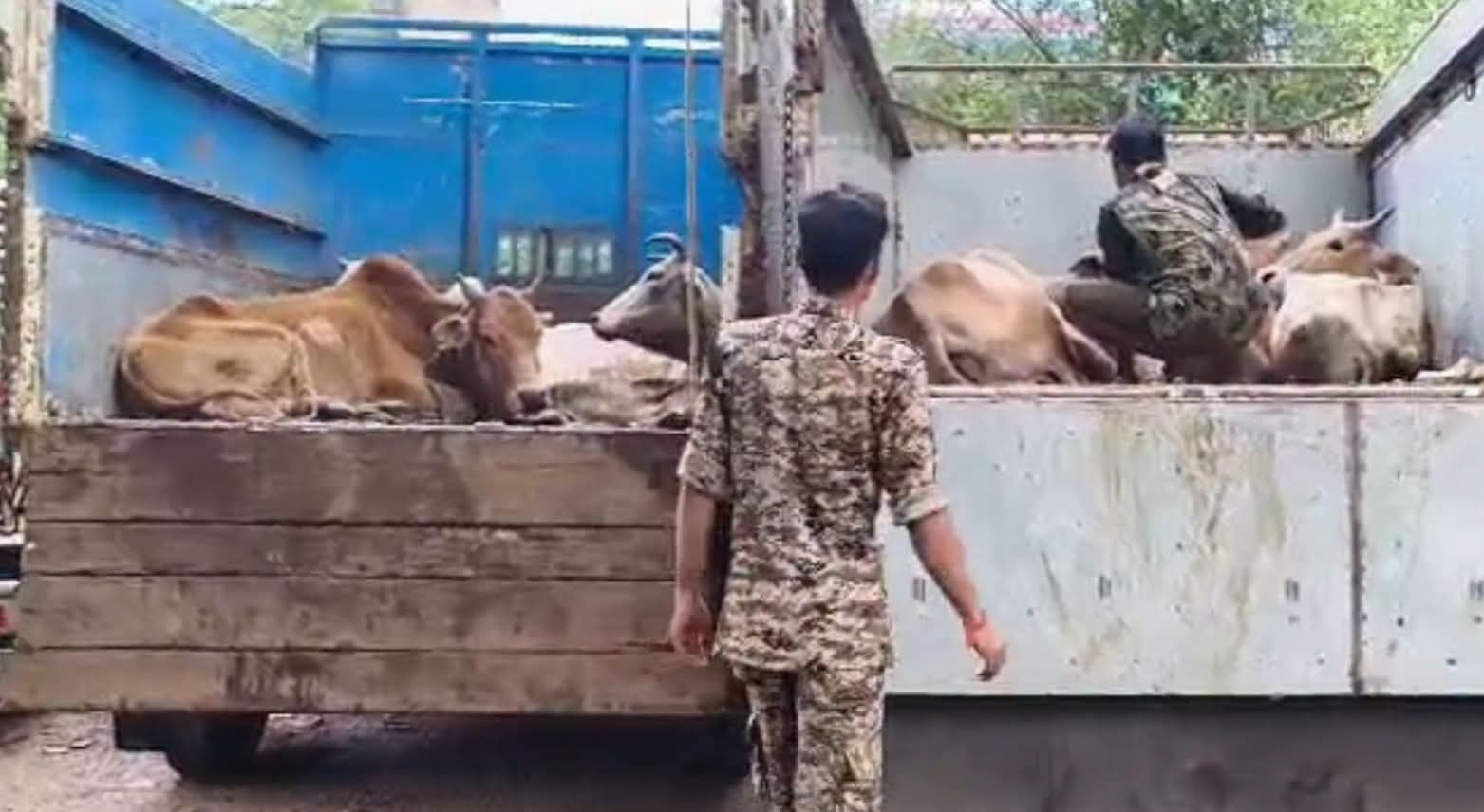 22 cattle recovered from two vehicles in Nayagram.
