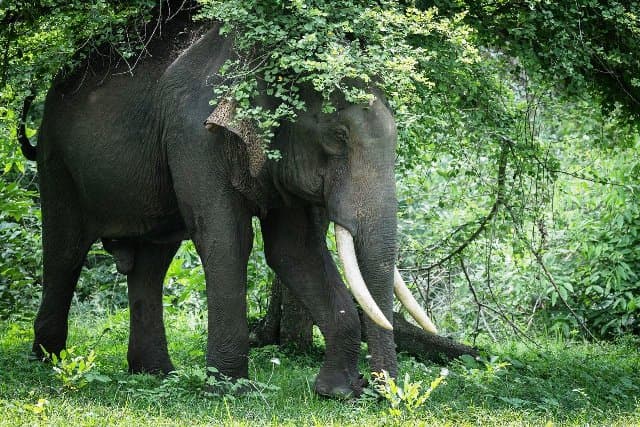 India is home to over 60 percent of the world's wild Asian elephants, 33 sanctuaries are strengthening conservation efforts - Prime Minister Modi