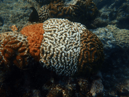 Tricolour corals offer clues to climate resilience
