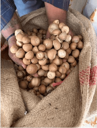 DRI busts major areca nut import racket, detects over Rs 2,500 crore revenue loss
