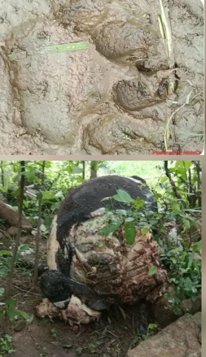 Wild Predator Hunted Cow