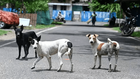 Three-year-old mauled by stray dog in Maharashtra's Beed; receives 12 stitches on face