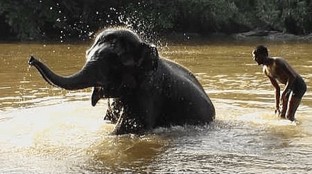 TN farmers seek relocation of elephant rejuvenation camp from Thekkampatti