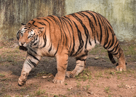 TN tiger attack case: Political parties, traders give two-day strike call in Gudalur