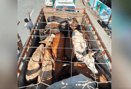Assam Police foil cattle smuggling bid; 36 arrested