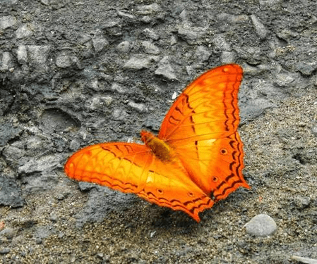 Dehing Patkai home to 165 butterfly species, including 37 endangered ones: Sarma