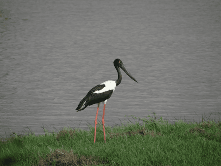 Khijadiya Bird Sanctuary emerges as key Black-necked Stork breeding site in Gujarat