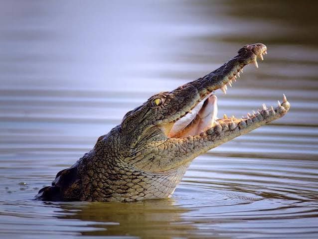 Crocodile Picked Up Oldman Kdpa Rajkanika
