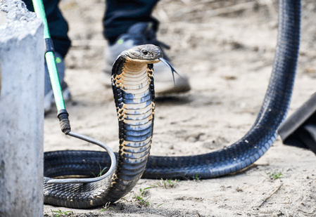 Spectacled cobras in India genetically same despite visible differences