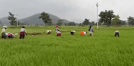 Chhattisgarh: Crop insurance scheme turns out to be boon for Dhamtari farmers