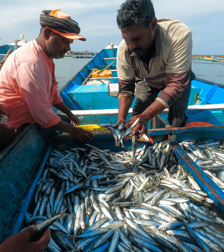 MOSPI seeks feedback on concept paper for asset accounts of marine fish resources