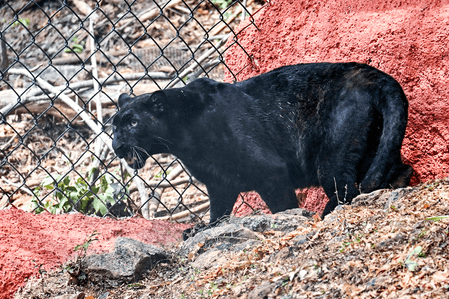Rajasthan: Panther, which injured five, captured in Udaipur