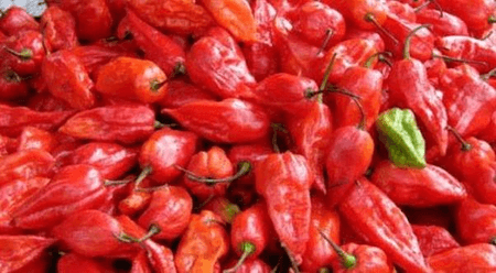 Naga King Chilli cultivation emerges as major rural income source in Nagaland