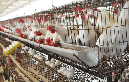 Namakkal poultry farmers in distress as prices of maize, supplements rise