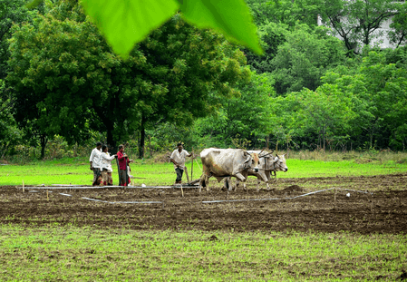 Kharif sowing hits 95 pc in Maharashtra; drought concerns loom over Marathwada